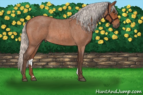 Horse Color:Silver Bay Roan 