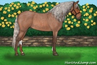 Horse Color:Silver Bay Roan