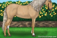 Horse Color:Palomino Roan 