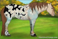 Horse Color:Red Dun Sabino Appaloosa Rabicano 