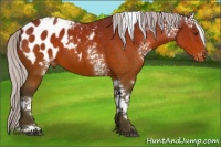 Horse Color:White Spotted Silver Brown Tobiano Appaloosa