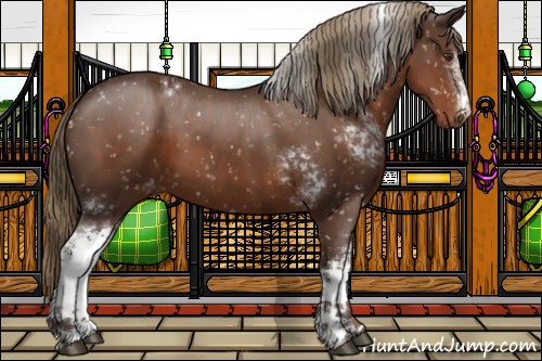 Horse Color:White Spotted Liver Chestnut Appaloosa 