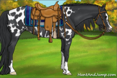 Horse Color:Black Sabino Appaloosa Rabicano