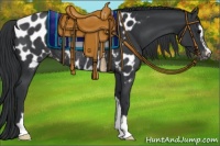 Horse Color:Black Sabino Appaloosa Rabicano