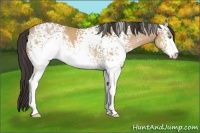 Horse Color:White Spotted Amber Champagne Sabino 