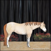 Horse Color:Classic Champagne Pearl Sabino Rabicano