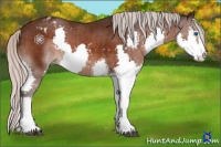 Horse Color:Silver Brown Sabino Splash Varnish 