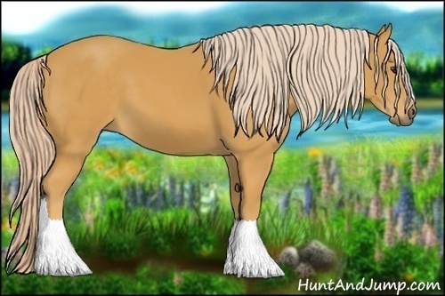Horse Color:Palomino 