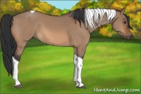 Horse Color:Bay Dun Sabino Tobiano 