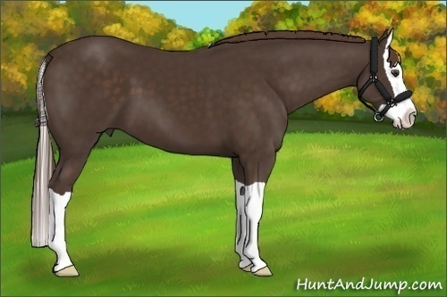 Horse Color:Liver Chestnut Splash 