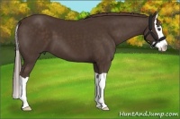 Horse Color:Liver Chestnut Splash 
