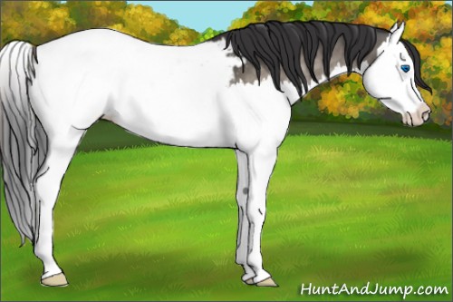 Horse Color:Brown Dun Splash Appaloosa 