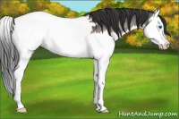 Horse Color:Brown Dun Splash Appaloosa 