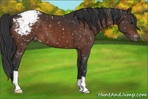 Horse Color:Brown Appaloosa 