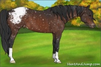 Horse Color:Brown Appaloosa 