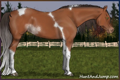 Horse Color:Bay Tobiano Appaloosa 