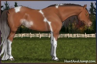 Horse Color:Bay Tobiano Appaloosa 