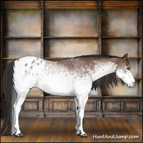 Horse Color:White Spotted Bay Appaloosa 