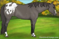 Horse Color:Grullo Sabino Appaloosa 