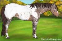 Horse Color:Liver Chestnut Ice Sabino Appaloosa