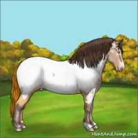 Horse Color:Amber Champagne Appaloosa 