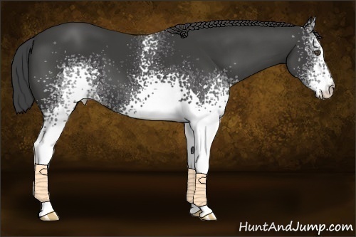 Horse Color:White Spotted Smoky Black 