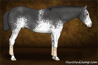 Horse Color:White Spotted Smoky Black 