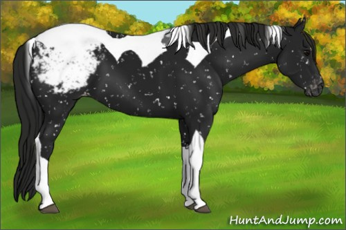 Horse Color:Gray Black Tobiano Appaloosa 