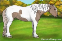 Horse Color:Silver Grullo Tobiano