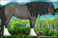 Horse Color:Grullo Rabicano 