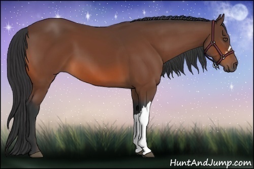Horse Color:Bay 