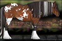 Horse Color:White Spotted Buckskin