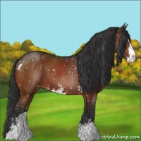 Horse Color:Brown Sabino Appaloosa 