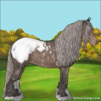 Horse Color:Silver Black Appaloosa 