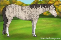 Horse Color:Grullo Sabino Splash  and Classic Champagne Dun Sabino Splash 