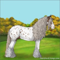 Horse Color:White Spotted Silver Buckskin Appaloosa 