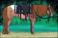 Horse Color:Buckskin Pearl Sabino Appaloosa 