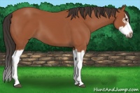 Horse Color:Bay Splash Frame 