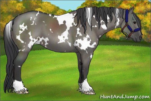 Horse Color:White Spotted Grullo 