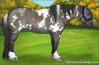 Horse Color:White Spotted Grullo