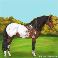 Horse Color:Bay Appaloosa 