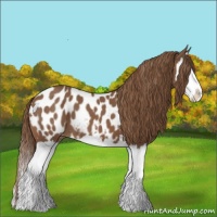 Horse Color:Chestnut Splash Near Leopard 