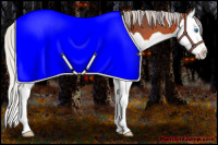 Horse Color:Silver Bay Splash 