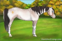 Horse Color:Sable Champagne Ice Roan Onyx Splash 