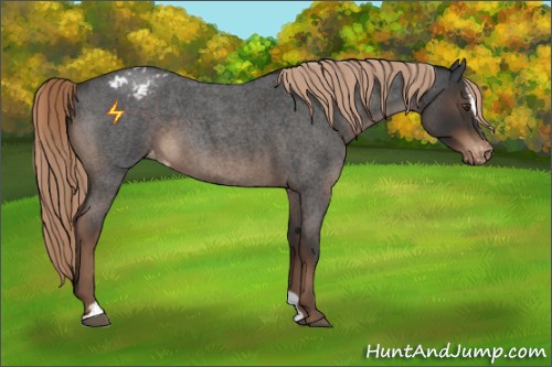 Horse Color:Liver Red Roan Sabino Appaloosa 