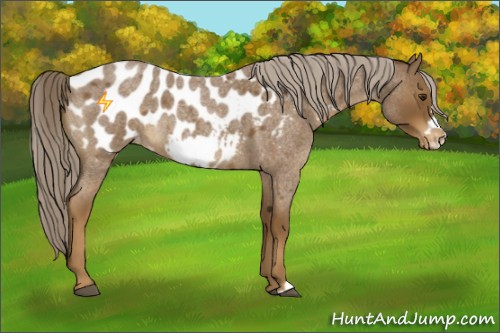 Horse Color:Chocolate Palomino Roan Frame Appaloosa 