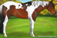 Horse Color:Gray Bay Tobiano 