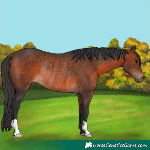 Horse Color:Brown Rabicano 