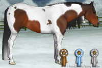 Horse Color:Gray Brown Tobiano 
