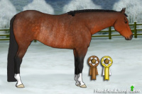 Horse Color:Gray Buckskin Rabicano